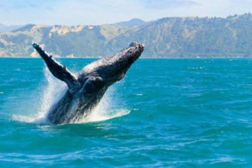 Mirissa: Whale Watching Cruise - Why Mirissa’s Whale Watching Season Matters (Nov to April)