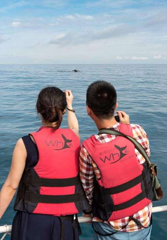 Mirissa: Whale Watching Cruise - On the Cruise: What You’re Actually Looking For