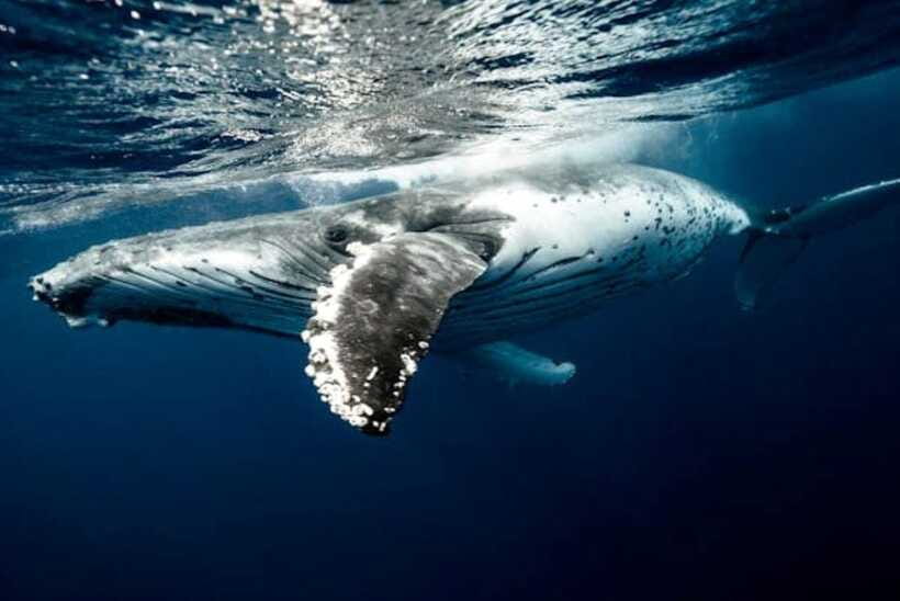Mirissa: Whale Watching Cruise - The Personal Instructor on Board: Help You’ll Feel Immediately