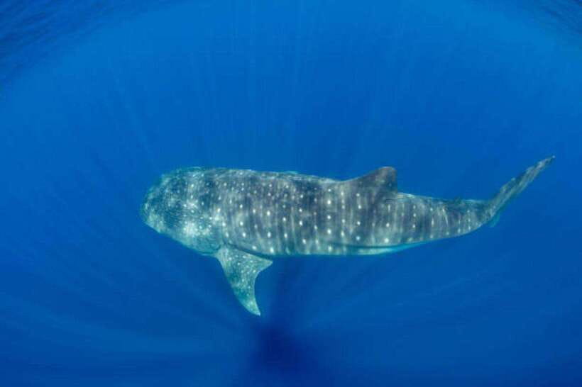 Mirissa: Whale Watching Cruise - Snorkeling Chances vs What’s Included