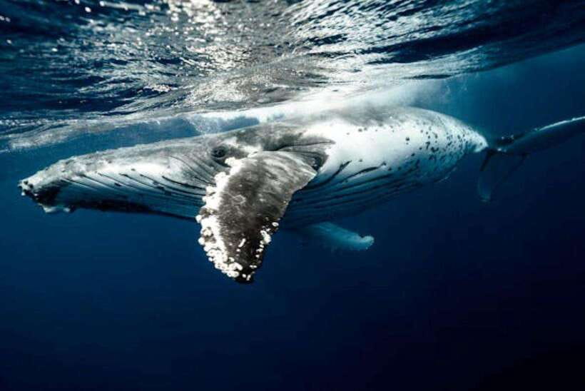 Mirissa: Whale Watching Cruise - Price and Logistics: What Your $70 Really Covers