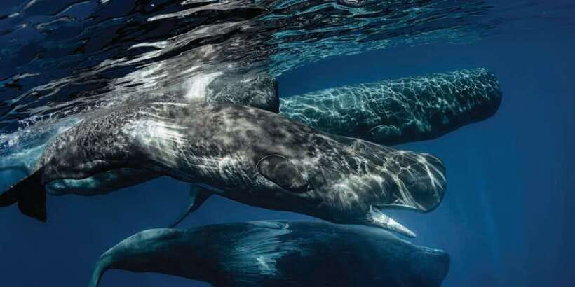 Mirissa: Whale Watching Tour - Key things to know before you go
