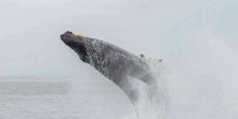 Mirissa: Whale Watching Tour - What the boat ride includes (breakfast, water, and a real guide)
