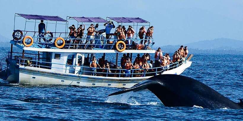 Mirissa: Whale Watching Tour - Responsible whale watching: how far is 300 feet in real life?