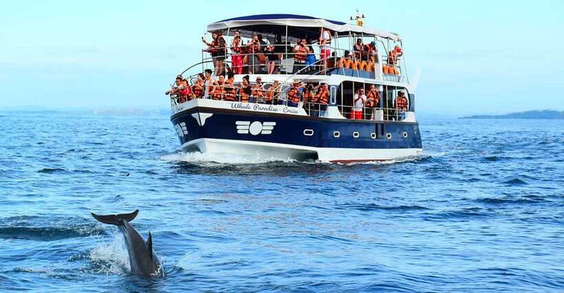 Mirissa Whale Watching, Tour A Once-in-a-Lifetime Experience - Key things to know before you go