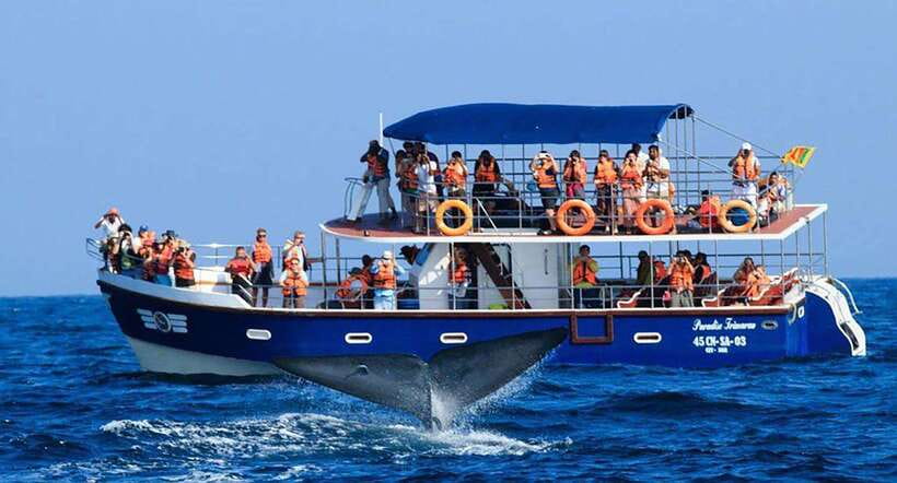 Mirissa Whale Watching, Tour A Once-in-a-Lifetime Experience - How the 3.5 hours usually plays out on a Mirissa whale-watching tour