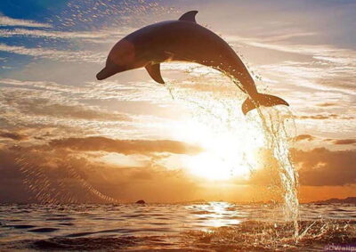 Mirissa Whale Watching, Tour A Once-in-a-Lifetime Experience - What you’ll see on the water: blue whales, sperm whales, and dolphins