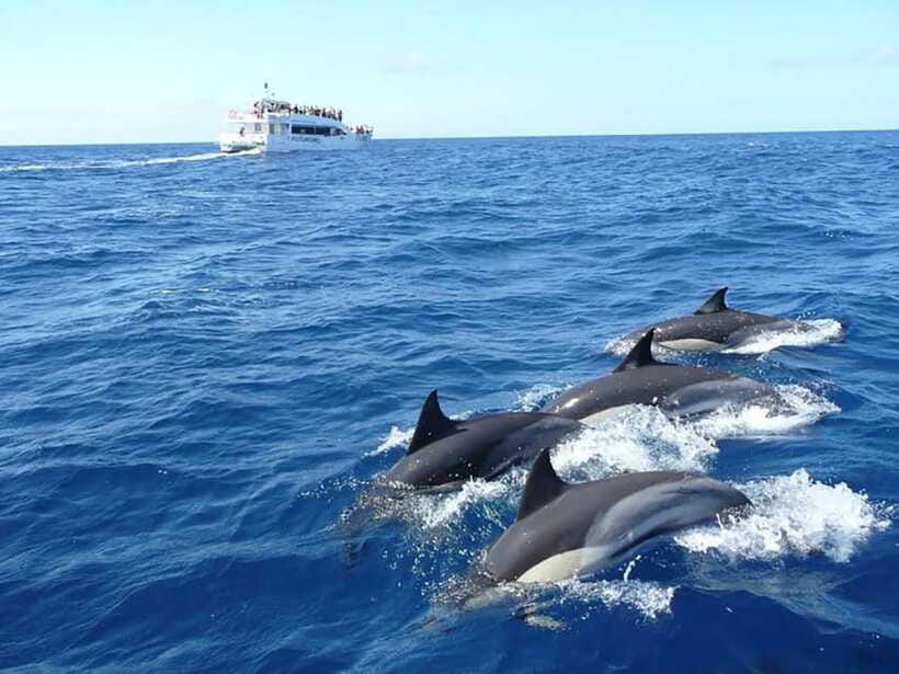 Mirissa Whale Watching, Tour A Once-in-a-Lifetime Experience - A practical verdict: should you book this whale-watching tour?