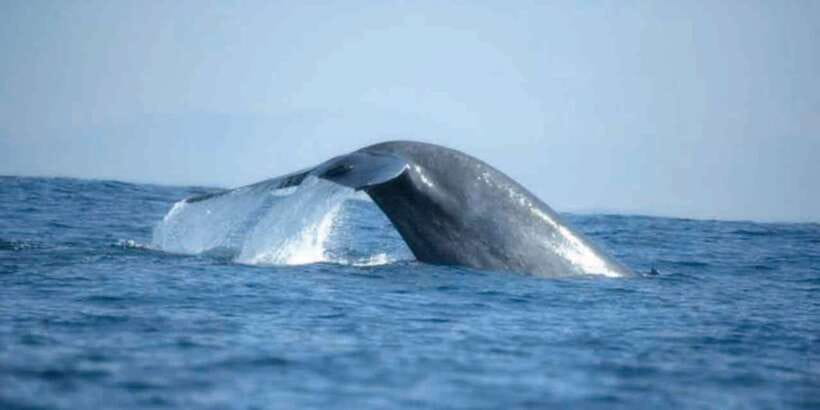 Mirissa: Whale Watching Tour - Meeting at Mirissa Fisheries Harbor and the 5-hour rhythm