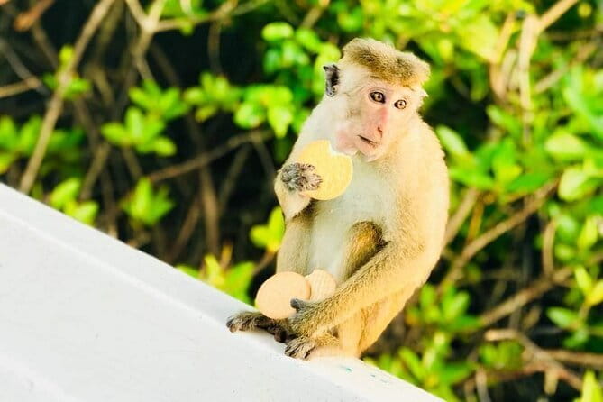 Monkey Island Boat Tour at Negombo Lagoon - Cruising Negombo Lagoon for Monkeys, Birds, and Fishermen