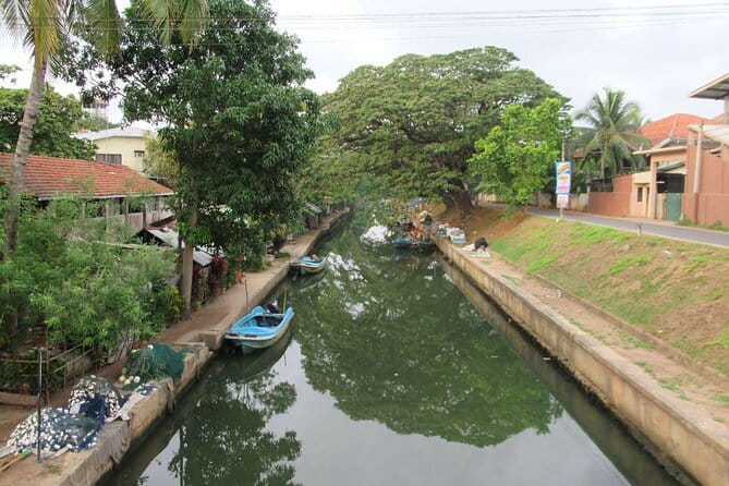 Monkey Island Boat Tour at Negombo Lagoon - Birds in the mangroves: kingfishers and herons up close