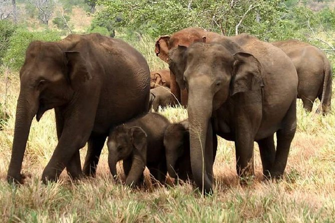 Morning 07 Hour Private Safari at Yala National Park by Yala La Safari Tours - Key things to know before you go