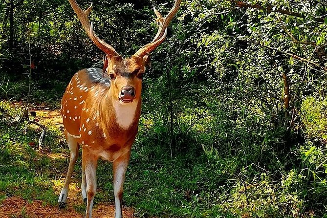 Morning 07 Hour Private Safari at Yala National Park by Yala La Safari Tours - How the 7 to 8 hours usually unfold in Yala