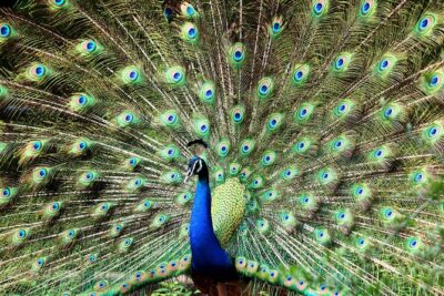 Morning 07 Hour Private Safari at Yala National Park by Yala La Safari Tours - 4:30am start: how the first hours set your sightings up
