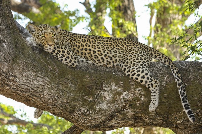 Morning 07 Hour Private Safari at Yala National Park by Yala La Safari Tours - Price and value: is $94 per person a fair deal?