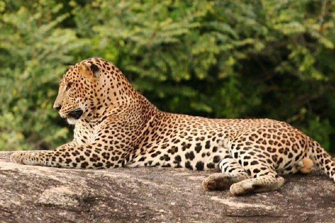 Morning 07 Hour Private Safari at Yala National Park by Yala La Safari Tours - Who this safari is best for (and who should pick something else)