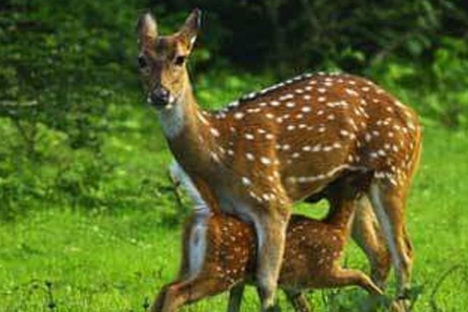 Morning 07 Hour Private Safari at Yala National Park by Yala La Safari Tours - Practical expectations: weather, timing, and mindset