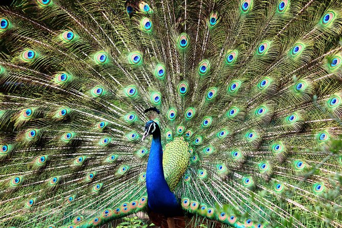 Morning 07 Hour Private Safari at Yala National Park by Yala La Safari Tours - 4:30am start: how the first hours set your sightings up