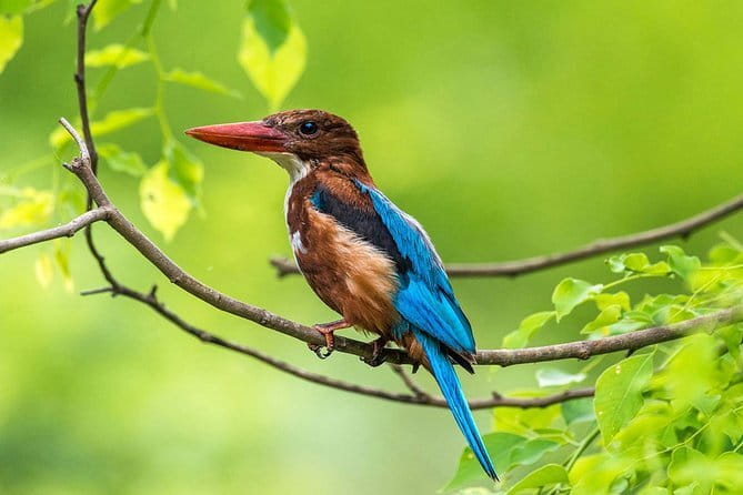 Muthurajawela Bird Watching Tour From Colombo & Negombo - Quick Key Points You’ll Actually Use