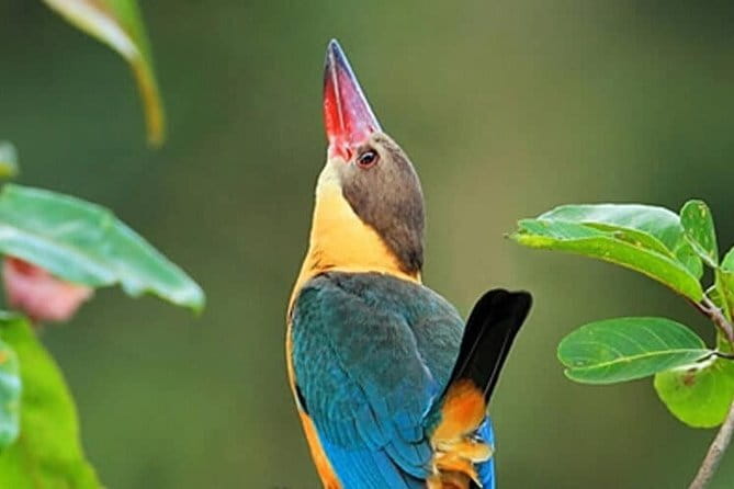 Muthurajawela Bird Watching Tour From Colombo & Negombo - Colombo or Negombo: The Practical Pickup Advantage