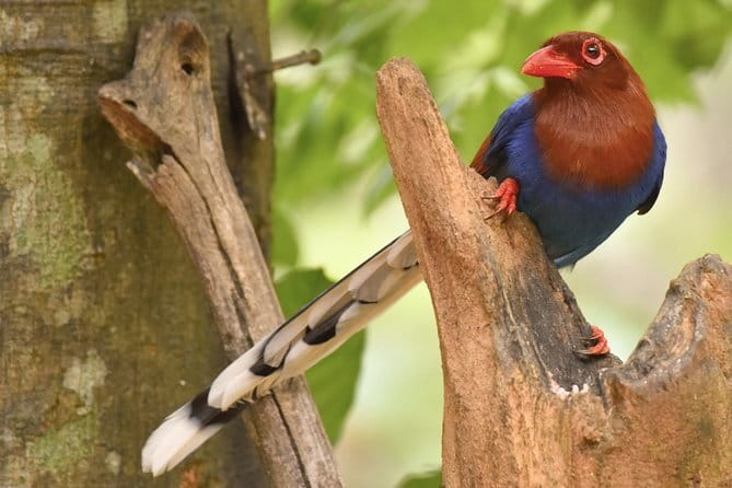 Muthurajawela Bird Watching Tour From Colombo & Negombo - Meet the Guides: What Makes the Difference On Board