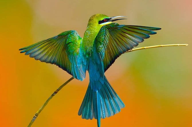 Muthurajawela Bird Watching Tour From Colombo & Negombo - The Main Stop: Muthurajawela Marsh (and What It Means for Your Sighting Odds)