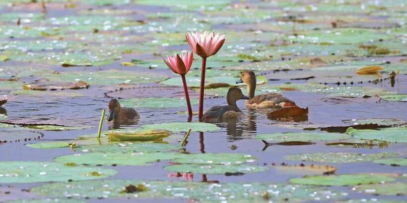 Muthurajawela Bird Watching Tour from Negombo and Colombo - Key things I’d pay attention to