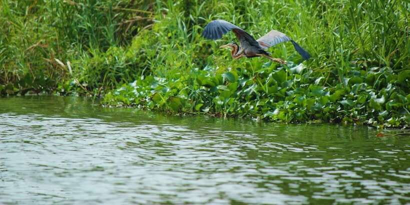 Muthurajawela Bird Watching Tour from Negombo and Colombo - Why Muthurajawela Wetlands Are Worth a Morning from Negombo or Colombo