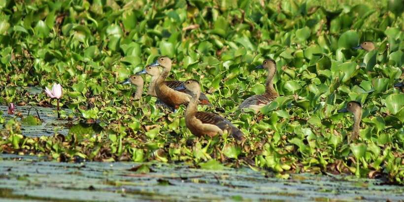 Muthurajawela Bird Watching Tour from Negombo and Colombo - Visitor Center Time: Getting Oriented Before You Head Out