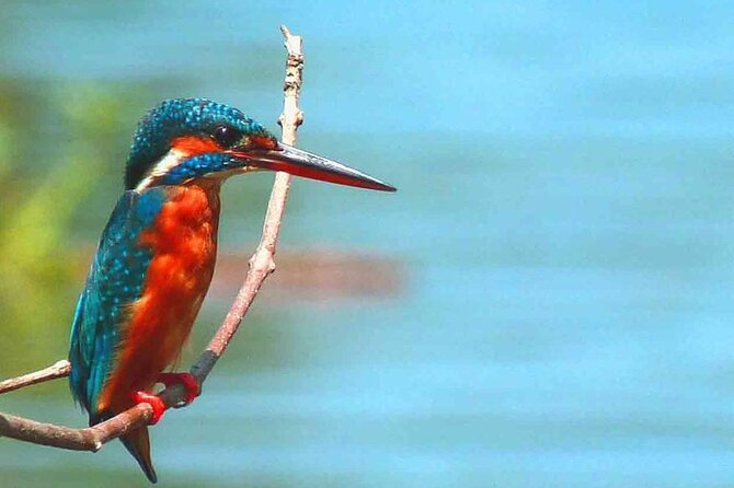 Muthurajawela Bird Watching Tour from Negombo / Colombo - Value for $40: what you’re really getting (and what you’re not)