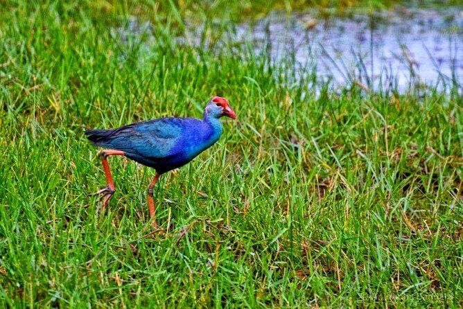 Muthurajawela Bird Watching Tour from Negombo / Colombo - Tips for getting more out of your guide on the marsh
