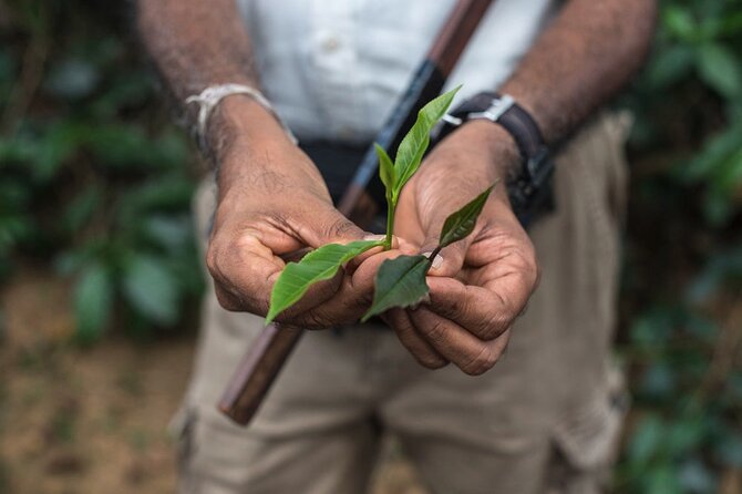 Nandana Tea Walking Tour in Sri Lanka - Quick hits before you go