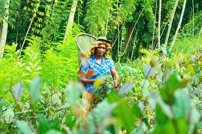 Nandana Tea Walking Tour in Sri Lanka - Price and value: what $78 really buys you