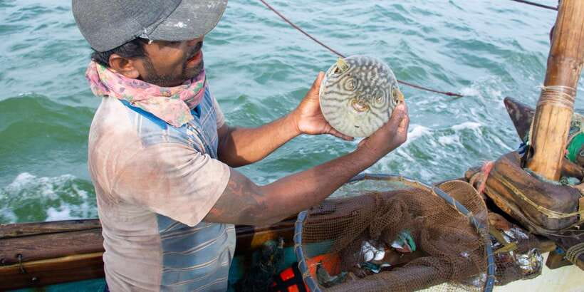 Negombo: Catamaran Sailing with Traditional Fishermen - Step onto the traditional wind sailing catamaran