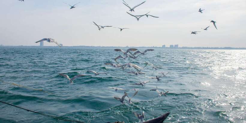 Negombo: Catamaran Sailing with Traditional Fishermen - Traditional net fishing for prawns: the moment you came for
