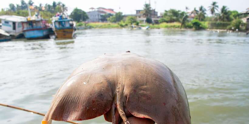 Negombo: Catamaran Sailing with Traditional Fishermen - What Tharaka and the guide bring to the experience
