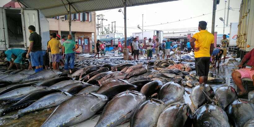 Negombo: Fishing Village Highlights Private Tour by Tuk Tuk - Key highlights worth planning for