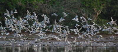 Negombo: Hamilton Canal to Colombo by Boat via Muthurajawela - Negombo Lagoon: calm water, mangrove edges, and bird spotting