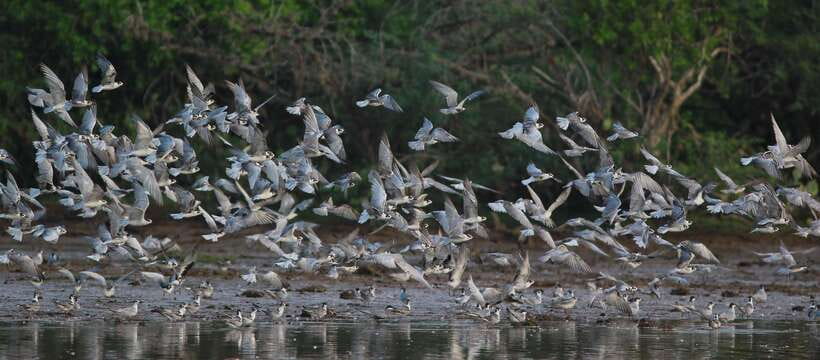 Negombo: Hamilton Canal to Colombo by Boat via Muthurajawela - Negombo Lagoon: calm water, mangrove edges, and bird spotting
