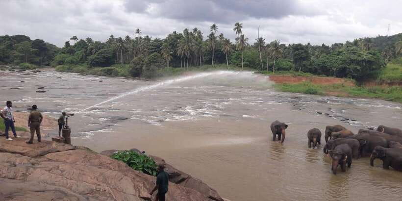 Negombo: Kandy and Pinnawala Elephant Orphanage Day Tour - From Negombo or Colombo: a long day starts with a smart pickup