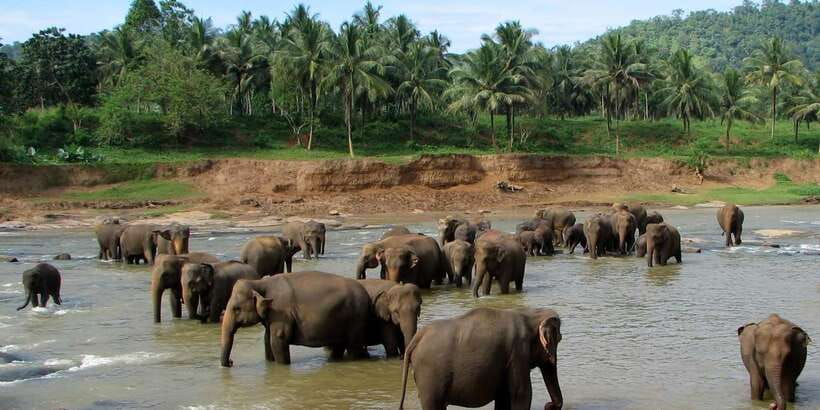 Negombo: Kandy and Pinnawala Elephant Orphanage Day Tour - The Tea Factory stop: why it fits this route so well
