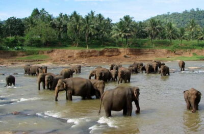 Negombo: Kandy and Pinnawala Elephant Orphanage Day Tour - Pinnawala Orphanage: elephants up close, with a river backdrop