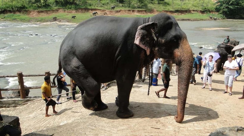 Negombo: Kandy and Pinnawala Elephant Orphanage Day Tour - Driver and pace: why the private car experience matters