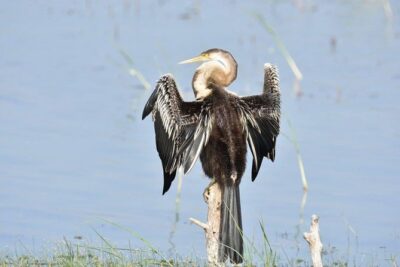 Negombo Lagoon Boat Safari From Negombo - The actual ride: mangrove canals, quiet estuary waters, and bird-watching angles