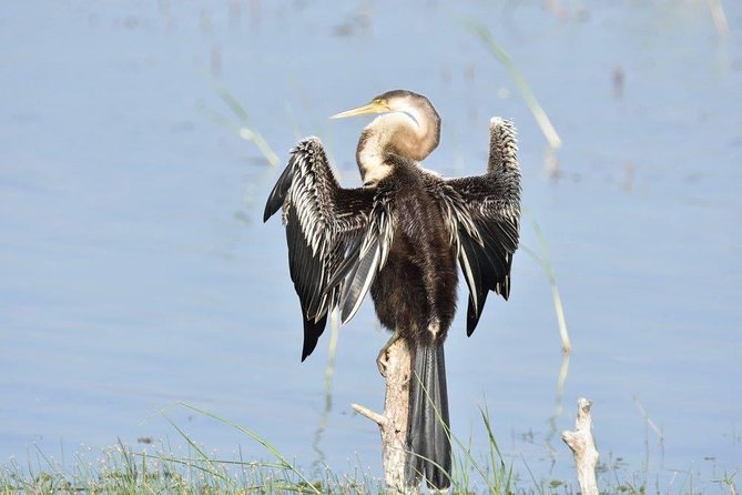 Negombo Lagoon Boat Safari From Negombo - The actual ride: mangrove canals, quiet estuary waters, and bird-watching angles