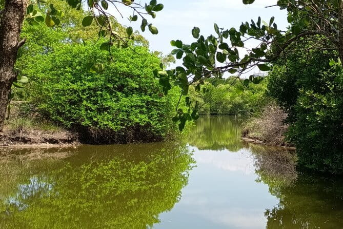 Negombo Lagoon Boat Safari Hotel Pickup(Monkey,Mangrove) - Best time to book: go for cooler temperatures