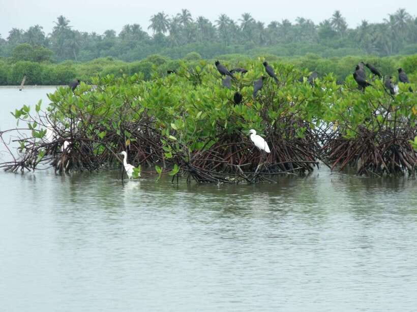 Negombo Lagoon (Mangrove ) Boat Excursion - Negombo Lagoon by boat: mangroves, nets, and birds in one 8-hour loop