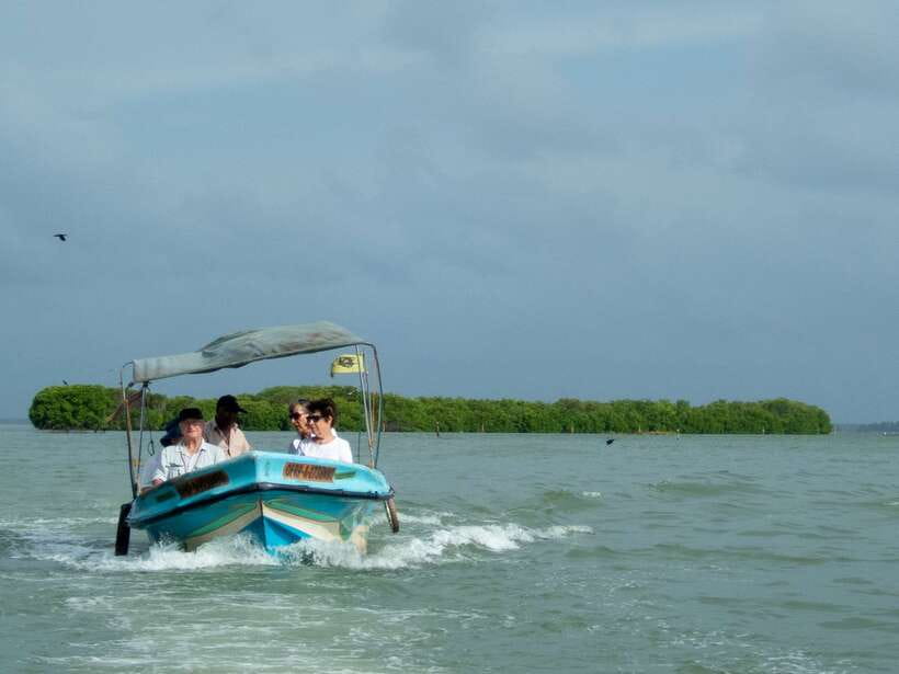 Negombo Lagoon (Mangrove ) Boat Excursion - On the water through the mangroves: what you’ll spot during the cruise