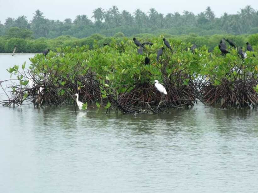 Negombo Lagoon (Mangrove ) Boat Excursion - Price and value: what $120 per group (up to 3) really means