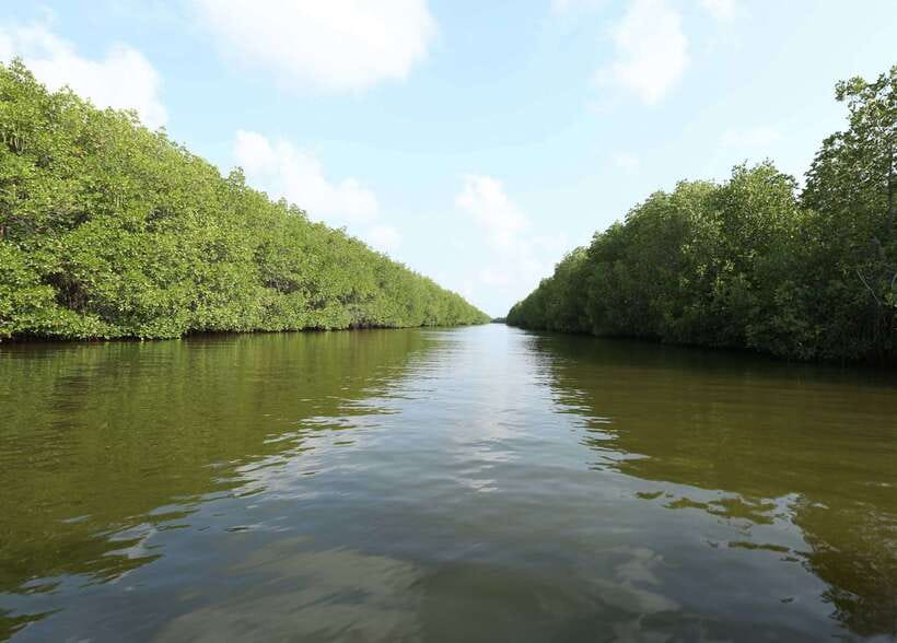 Negombo Lagoon (Mangrove ) Boat Excursion - Who should book this Negombo Lagoon mangrove boat excursion